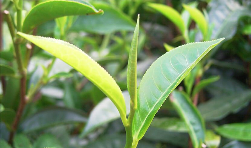 日月潭魚池鄉阿薩姆紅茶，從印度阿薩姆省引入臺灣培育，以「Formosa Tea」為名（圖片來源：和菓森林）